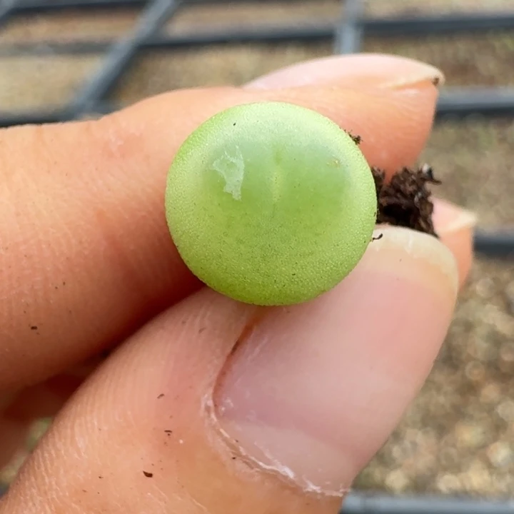 2427一颗拉登58888888