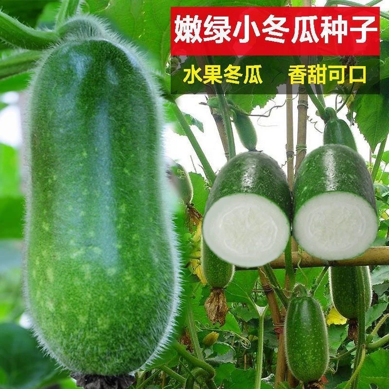 【全店满五包包邮】毛节瓜种子四季蔬菜种孑迷你小冬瓜种籽