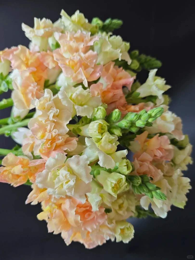 【香水花】【30支金鱼草】【包邮】