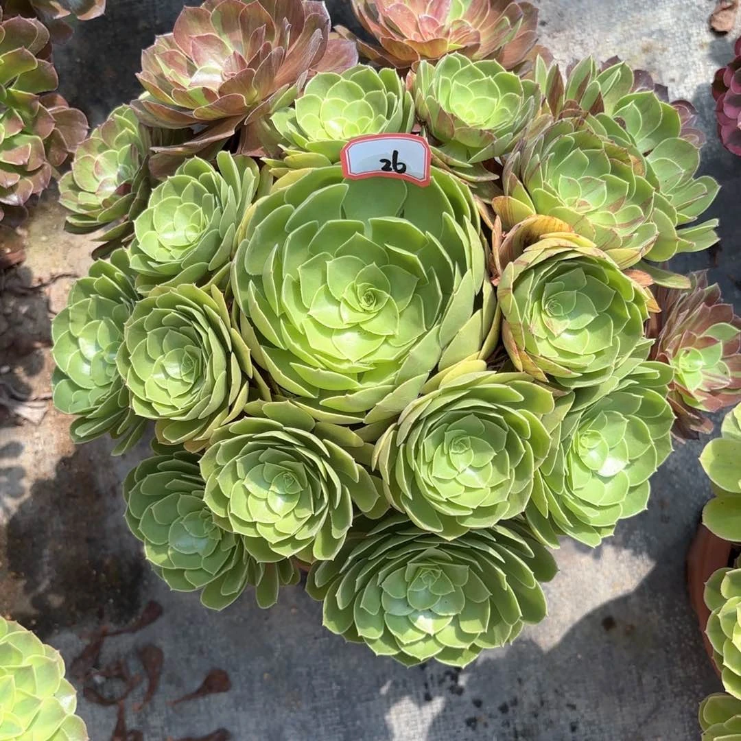 无花朵26花月夜多肉植物