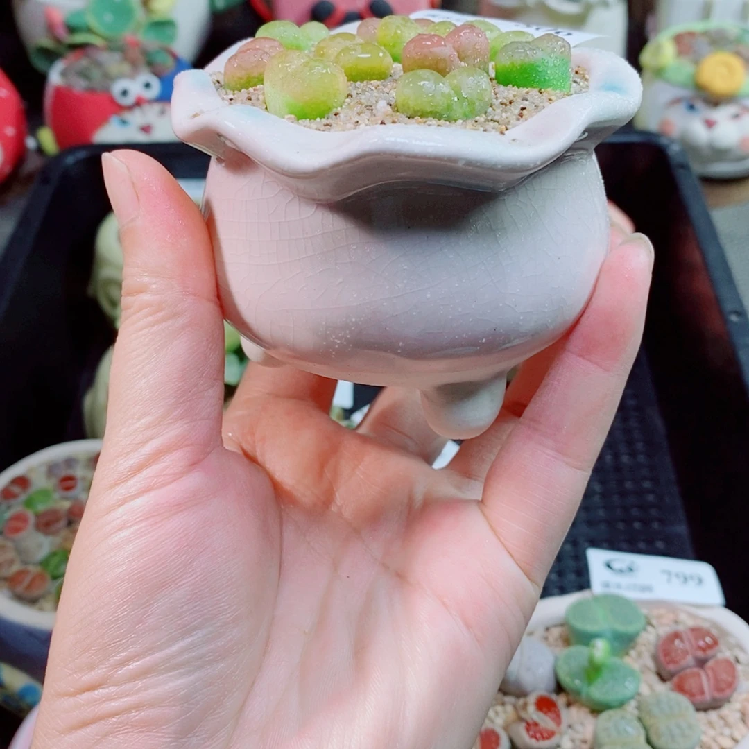 生石花花花花花花花806