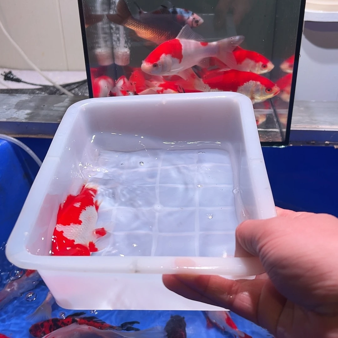 老***魔海水观赏鱼福利多多啊