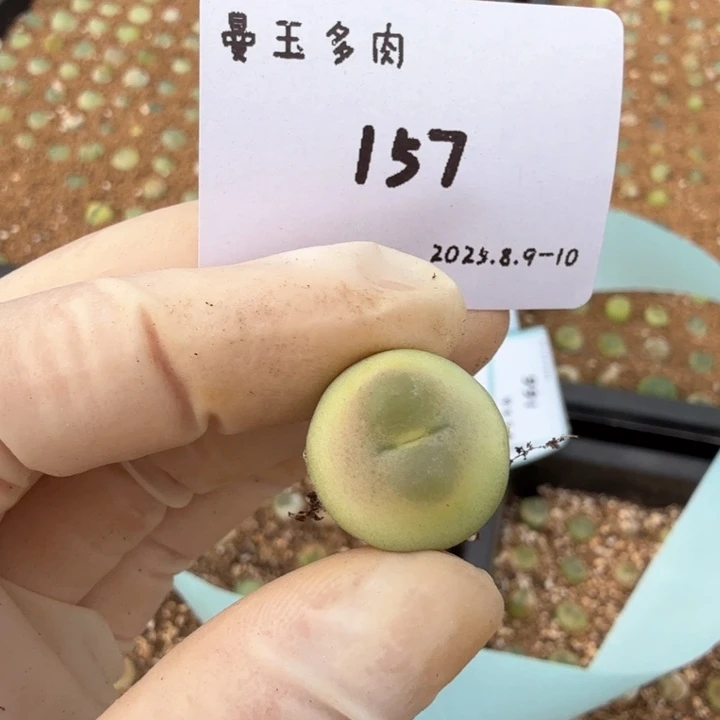 多肉多肉多肉8.10-157