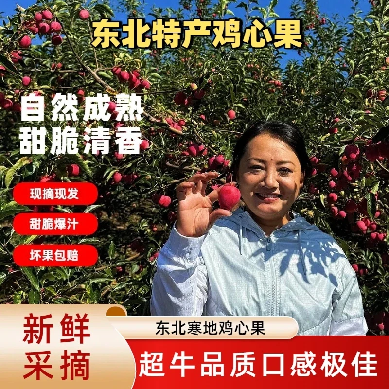 正宗东北黑龙江特产鸡心果当季新鲜水果酸甜脆爽包邮刚开园