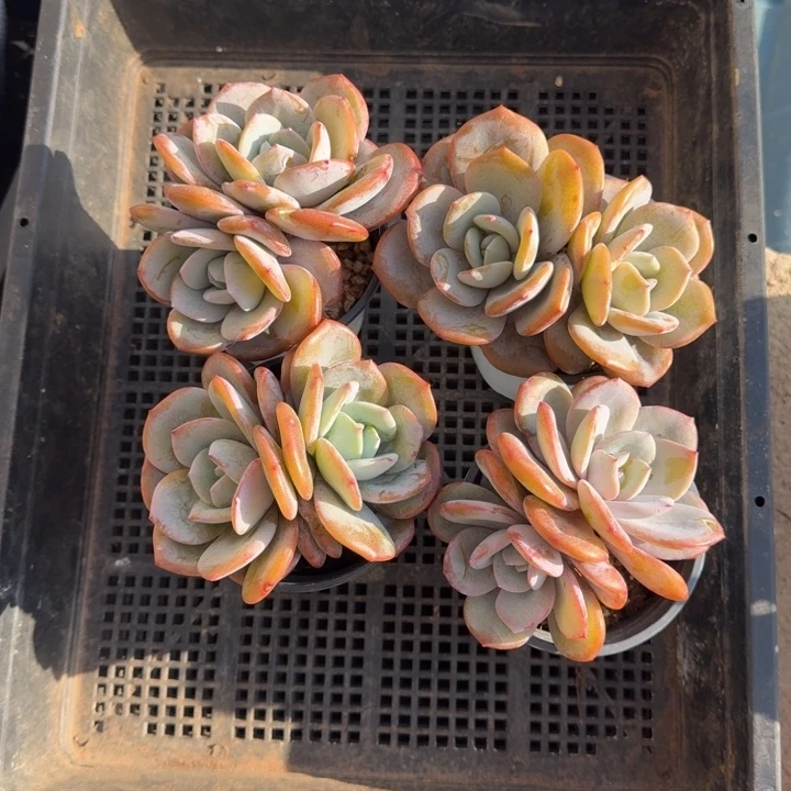 4颗一起的奶茶多肉植物