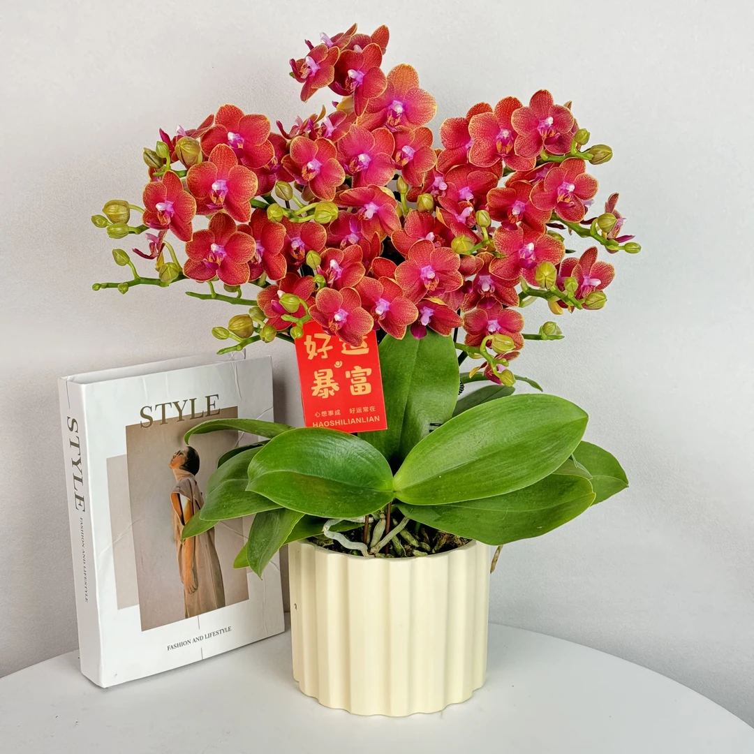 蝴蝶兰【心想事橙】浓香型蜡质花爱马仕橙色喜庆高级感花期长 3-6