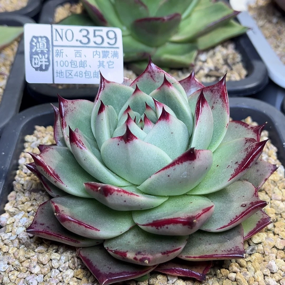 359……………………………………冬云