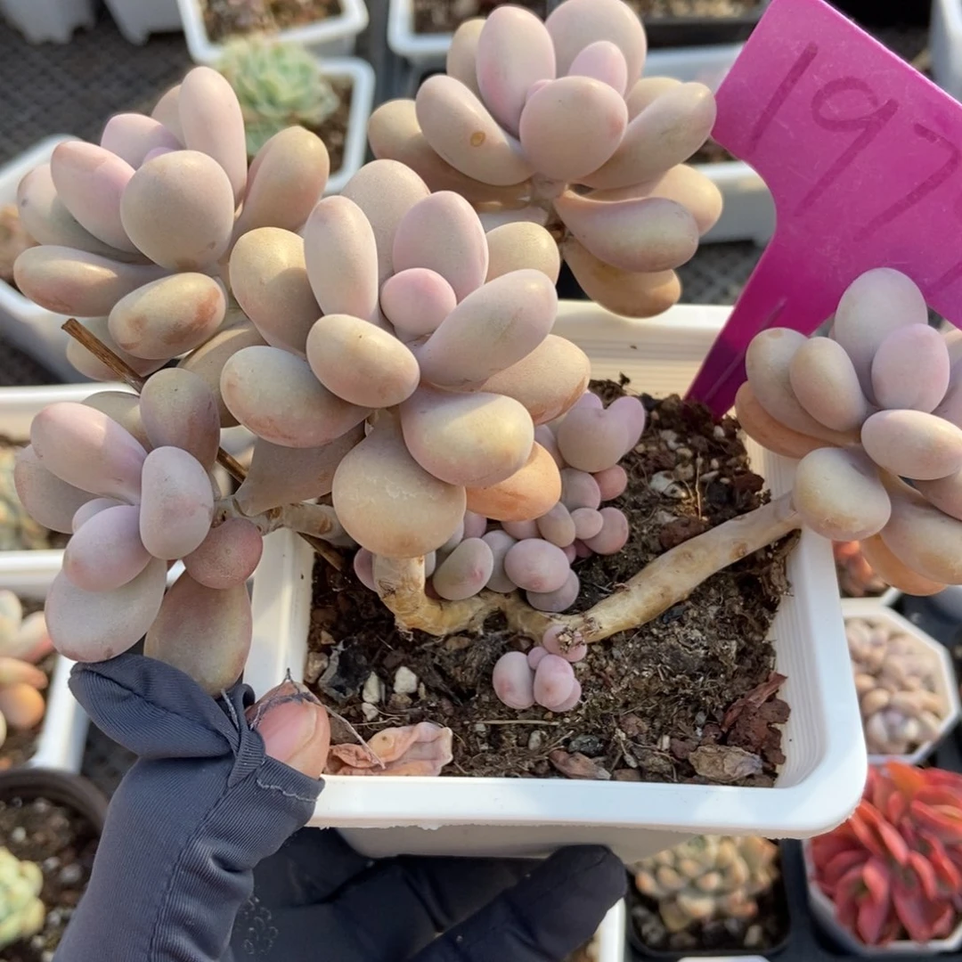 1979桃蛋多肉植物保护