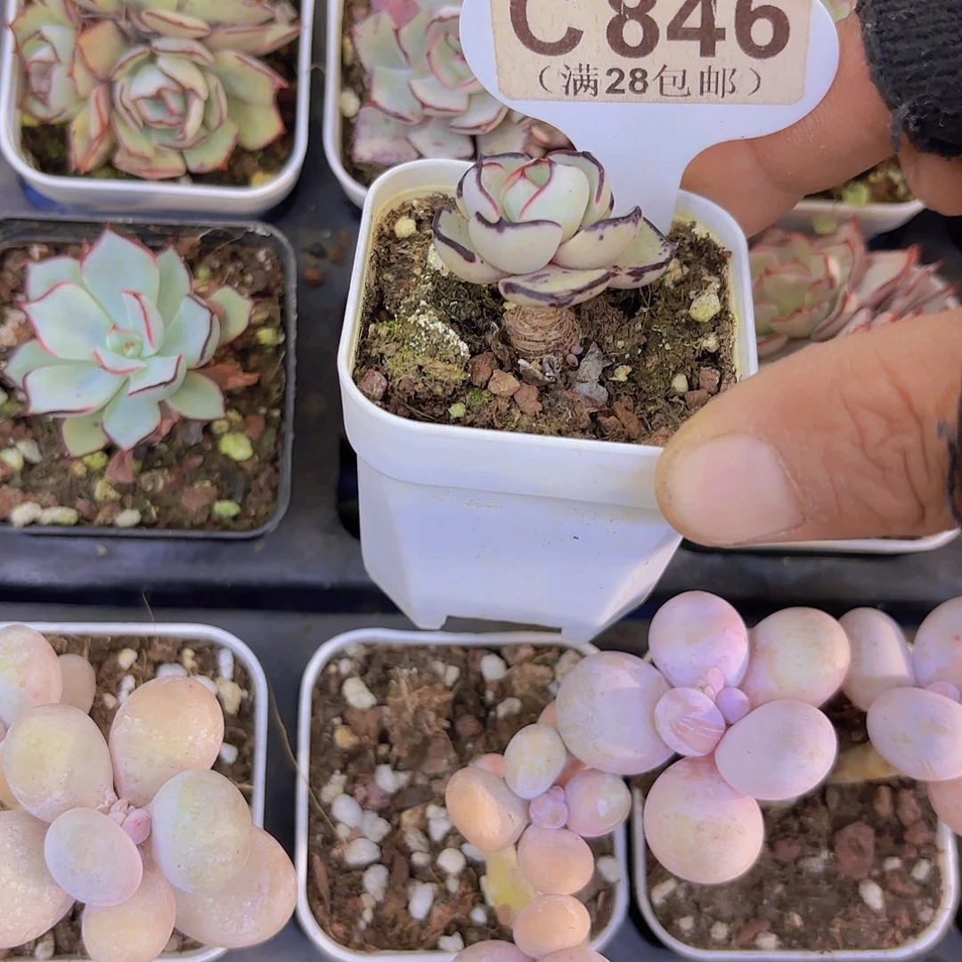 C846剑斯诺娃一物一拍