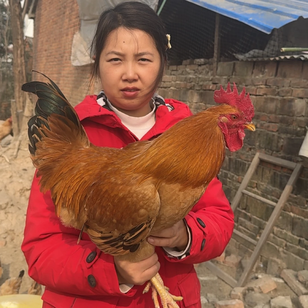 王娇家自家散养土公鸡农家走地鸡现杀现发顺丰包邮