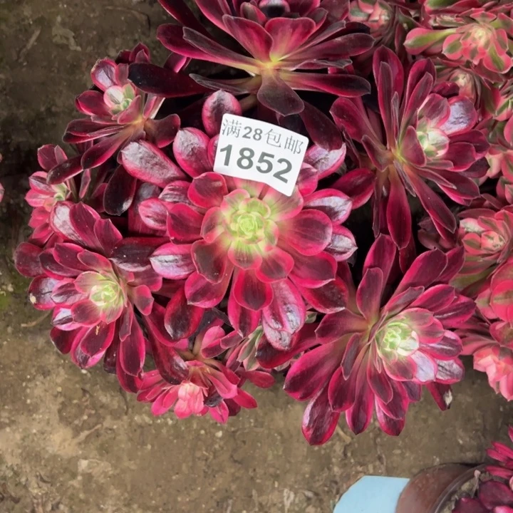 1852婚纱多肉植物