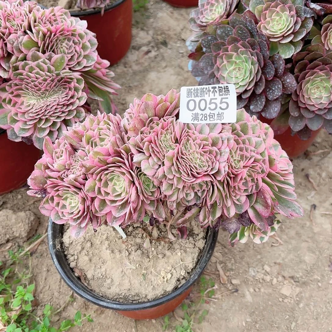 X. 055倾城多肉11122