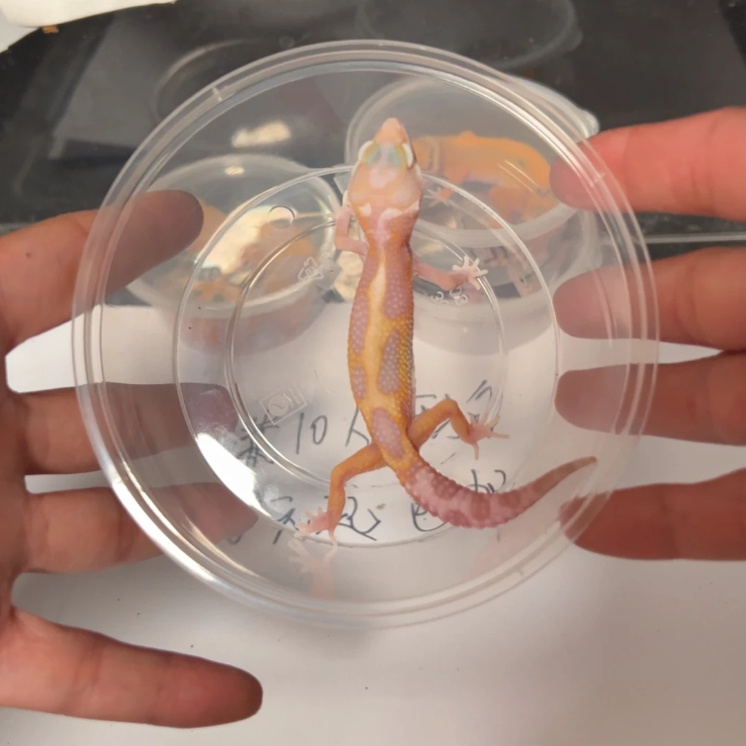 豹纹守宫bbbbnbbbbbbbb