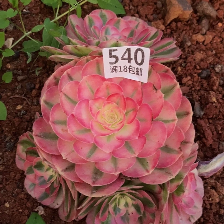 540倾城朵朵无根发货