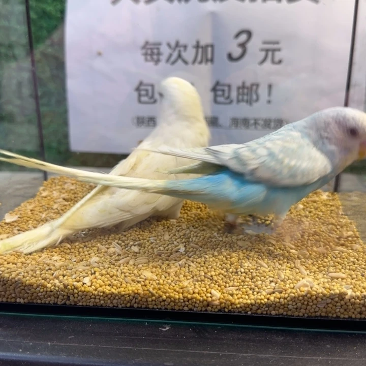 虎皮鹦鹉大头虎皮鹦鹉