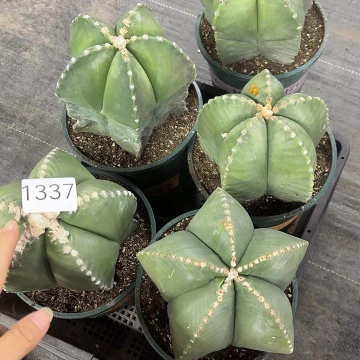 1337 随机一盆双十一浮力