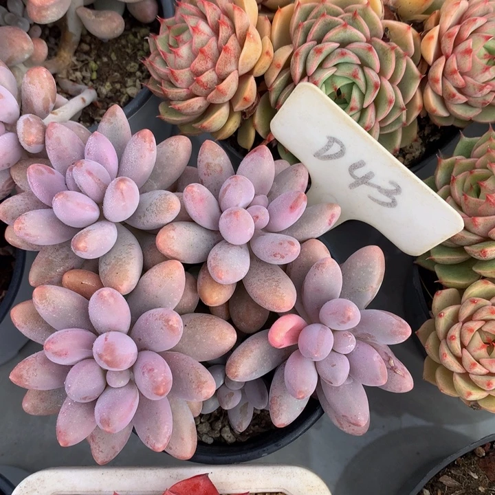 读肉哦哦自己误72727278283