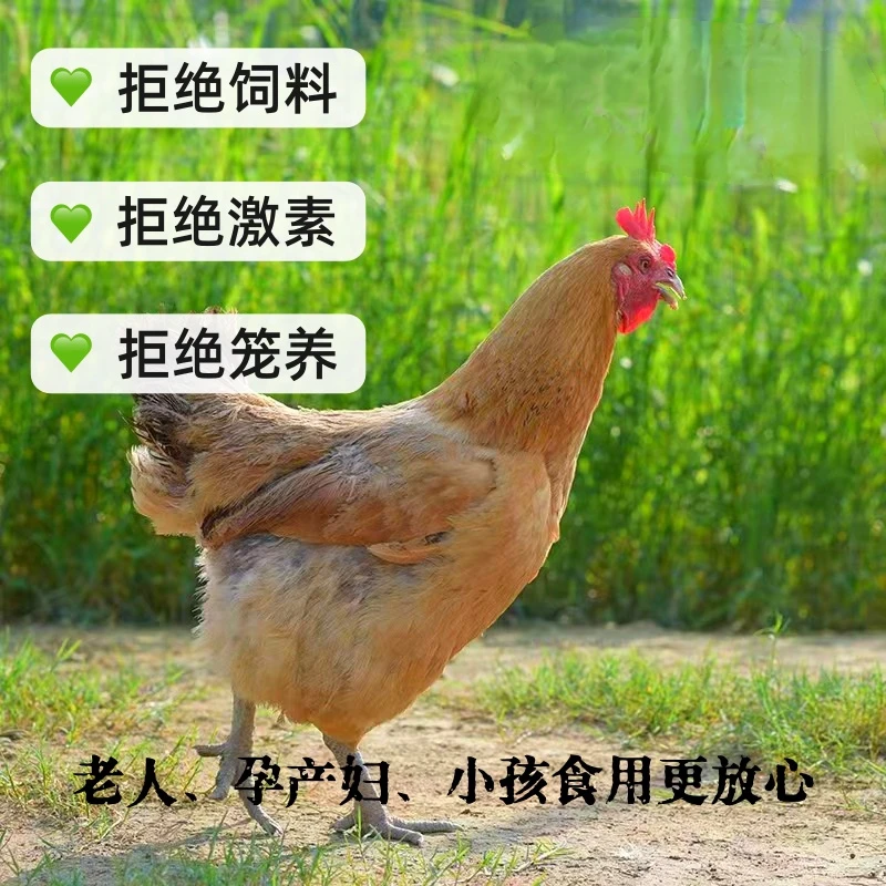 [母鸡2只装】散养两年纯粮食喂养黑脚老母鸡汤鲜味美 包冰率不含冰