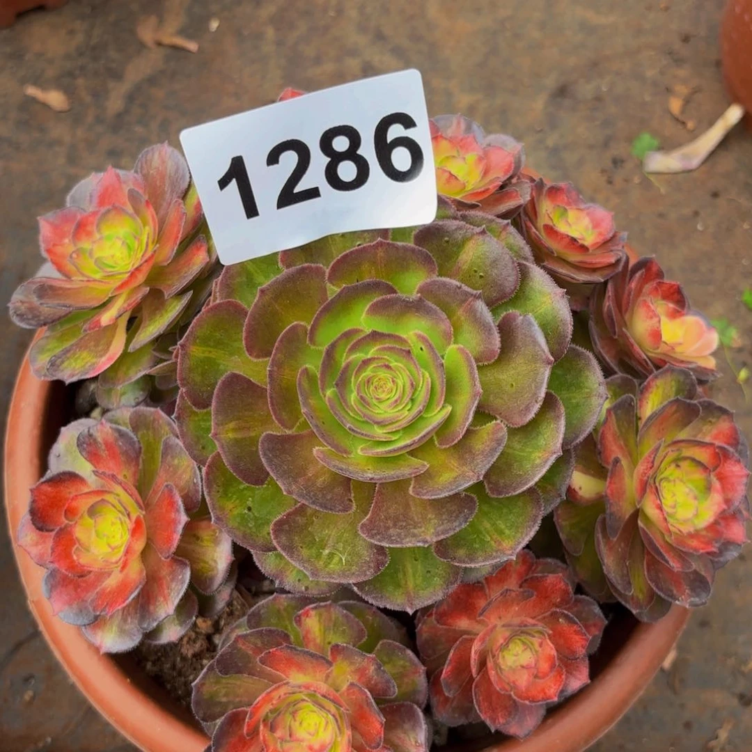 1286多肉植物海王七彩