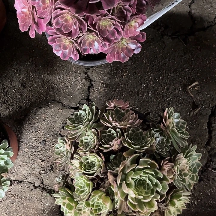 姝***蓉多肉植物寄养发货锦……