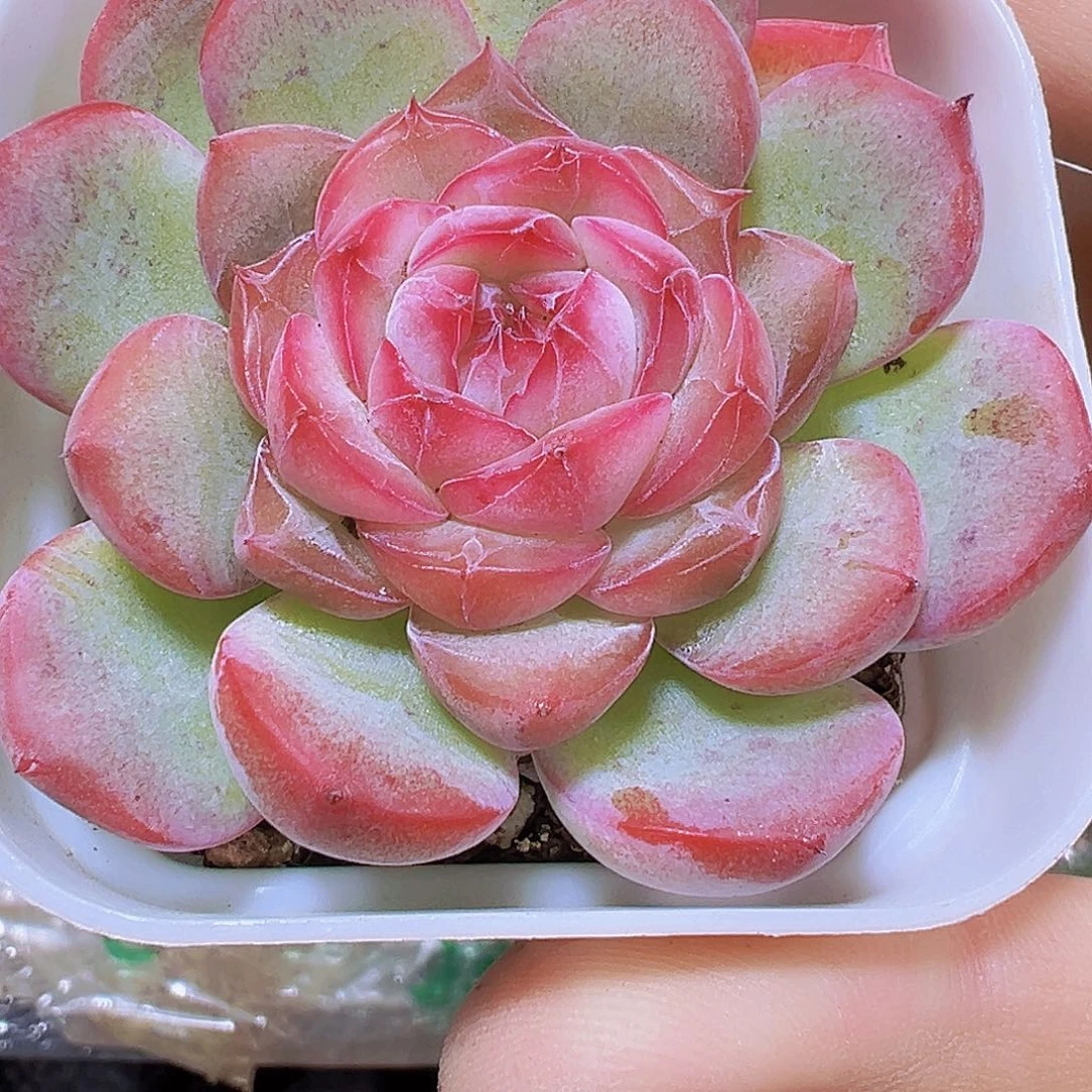 玉琴19包邮多肉植物