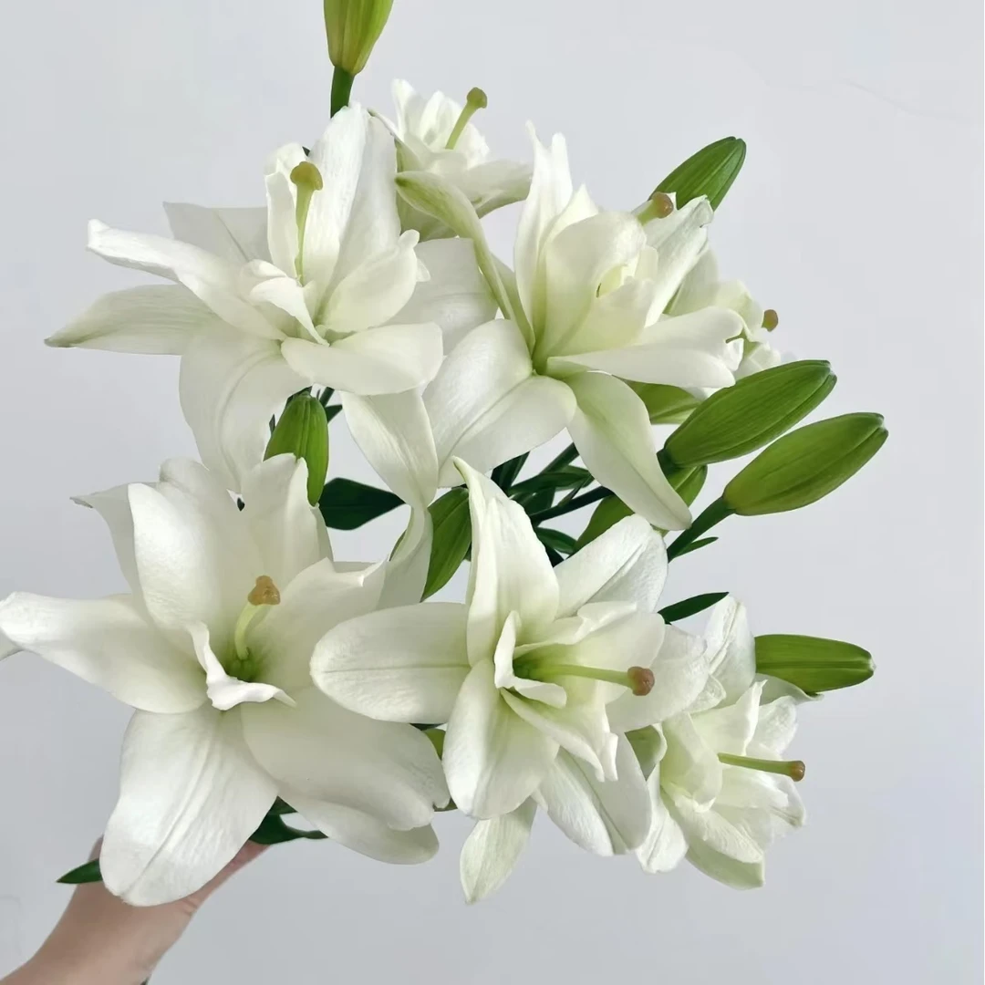 【植迷不误】丽城百合 居家 插花 云南鲜花 基地包邮直发