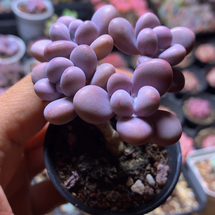 桃蛋群生一物一拍