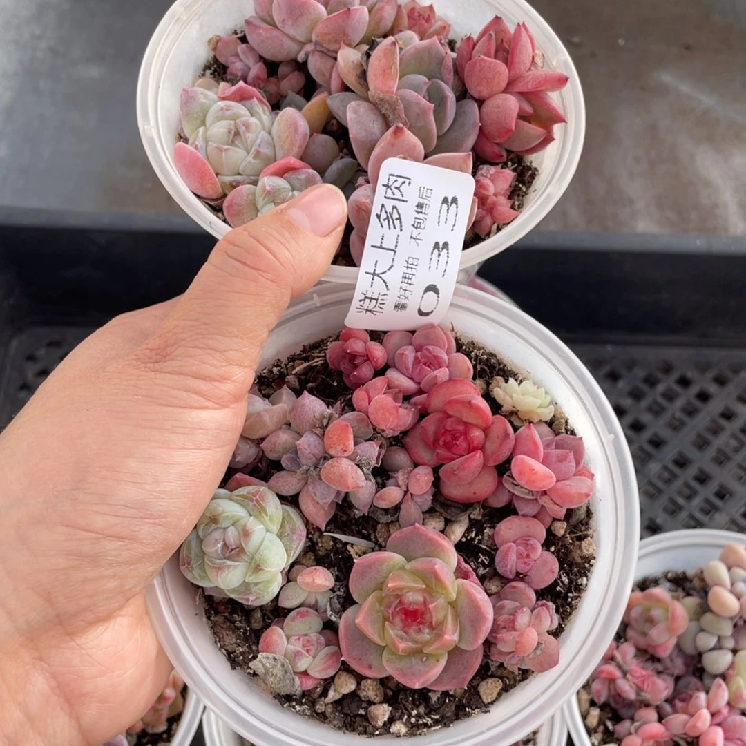 糕大上多肉植物033