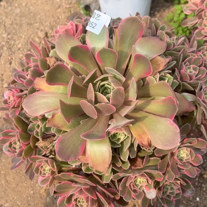 女妖大手捧多肉植物052