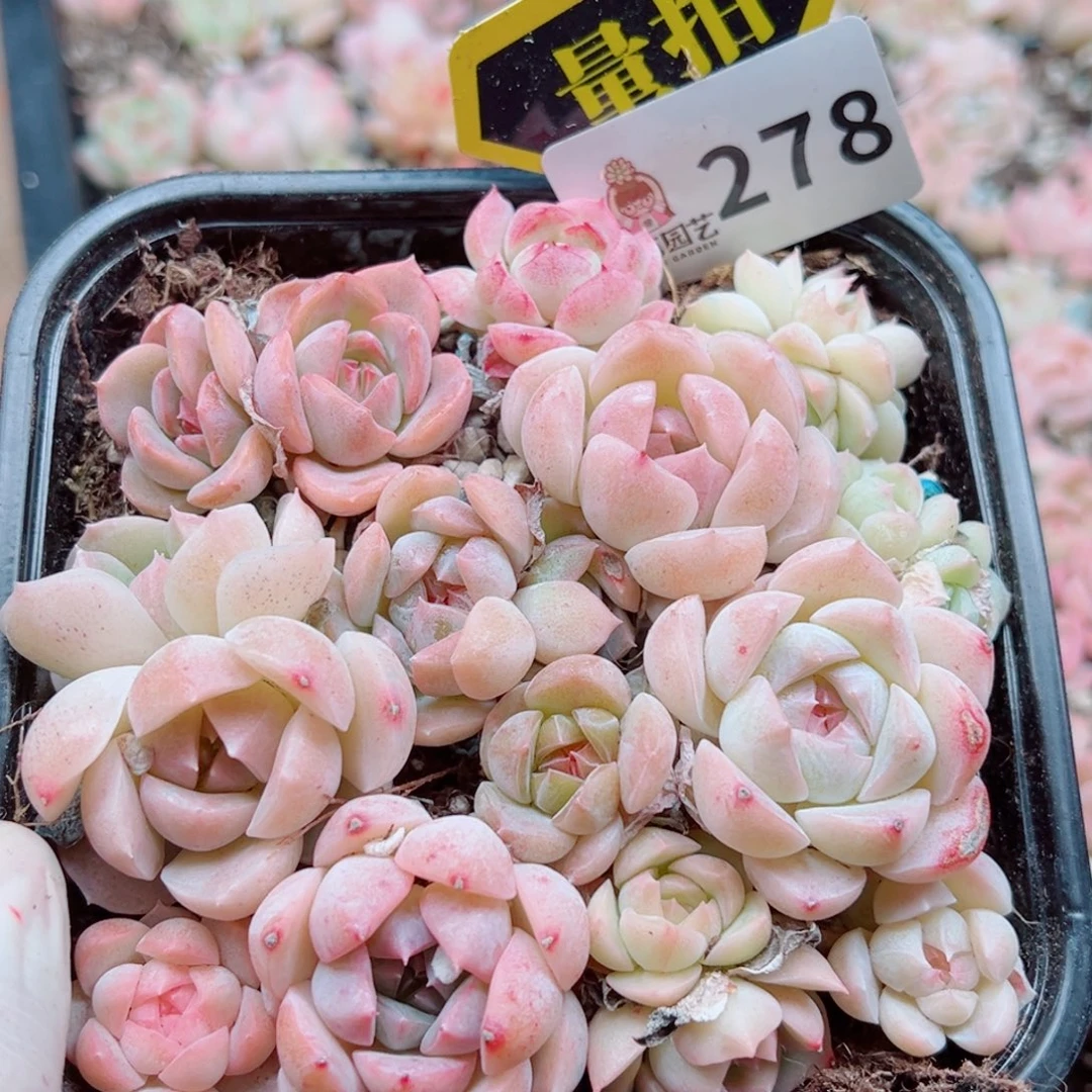 多肉植物多肉植物