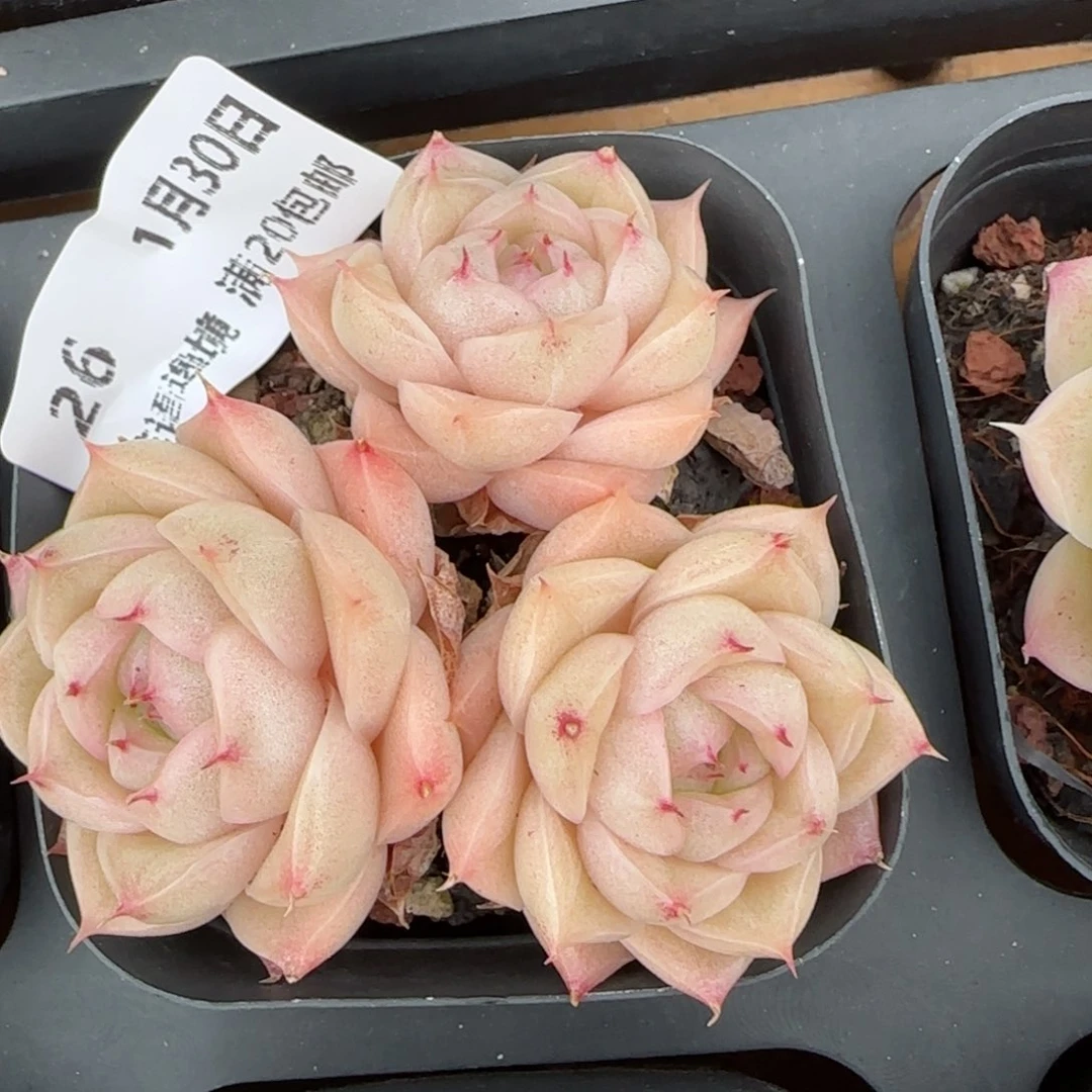 花语逸境0130-26散