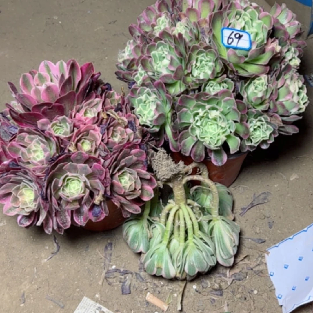 【闪购商品】余****费多肉植物69