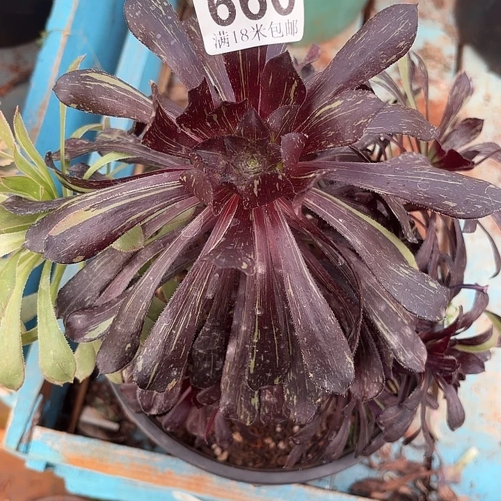 660水墨丹青诺米多肉法师锦不包侧枝断枝