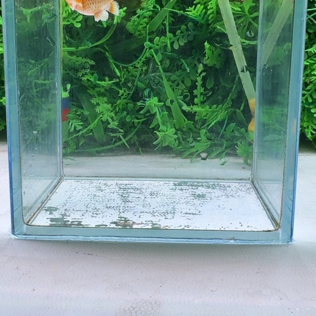 黑玛丽鱼19号玛丽2条