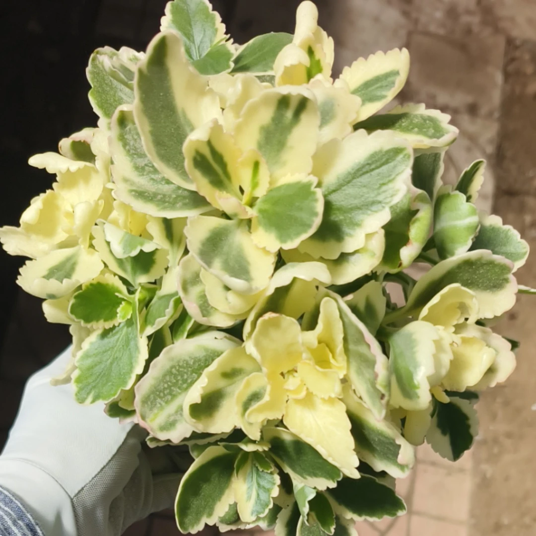 锦玉 不带花苞 观叶观花 昊景10厘米盆