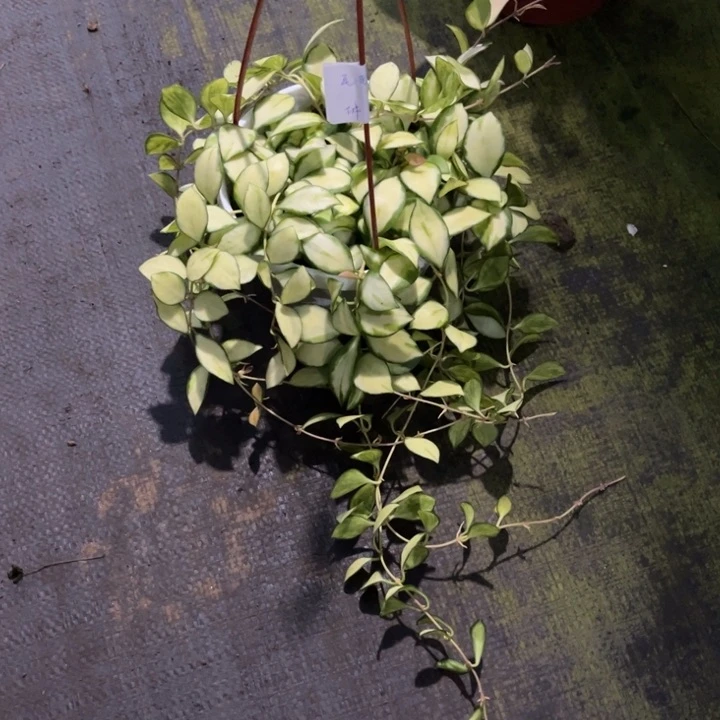 球兰直播间一物一拍