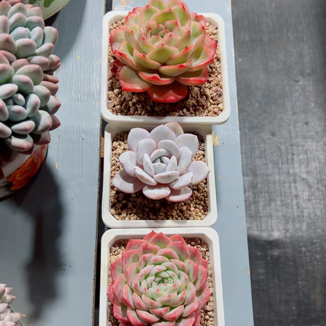 三颗多肉植物多肉植物