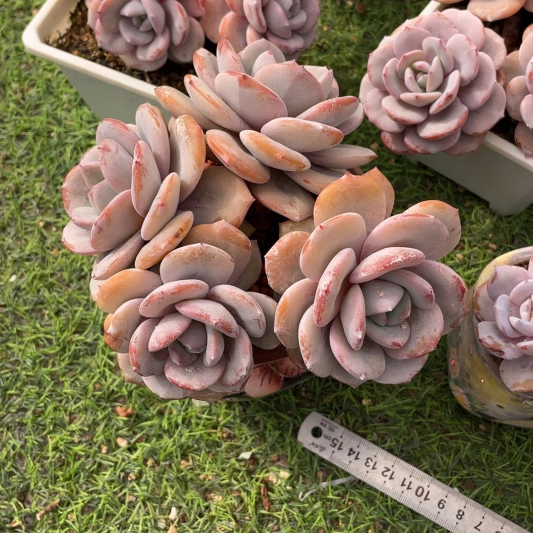 r***i66788889999999999