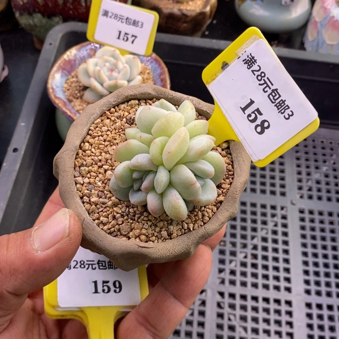 3158冰玉石化，缀化多肉