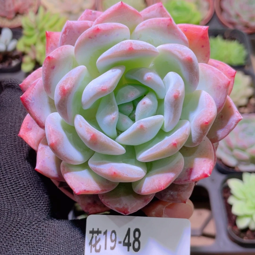 花利美19-48橙梦露