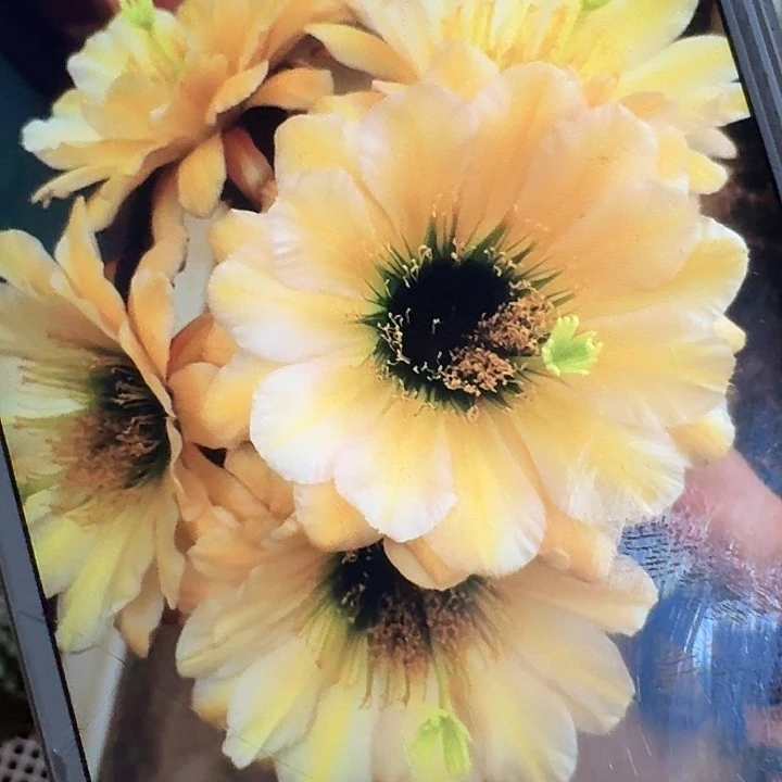 绿眼睛侧芽5公分左右毛花柱（20包邮）