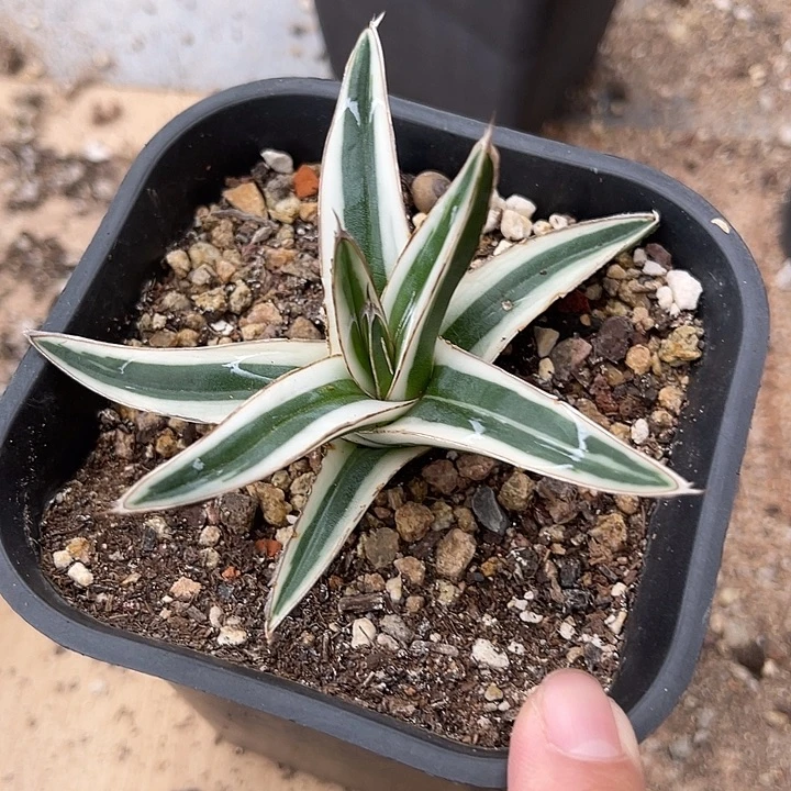 无花朵丸叶冰山龙舌兰