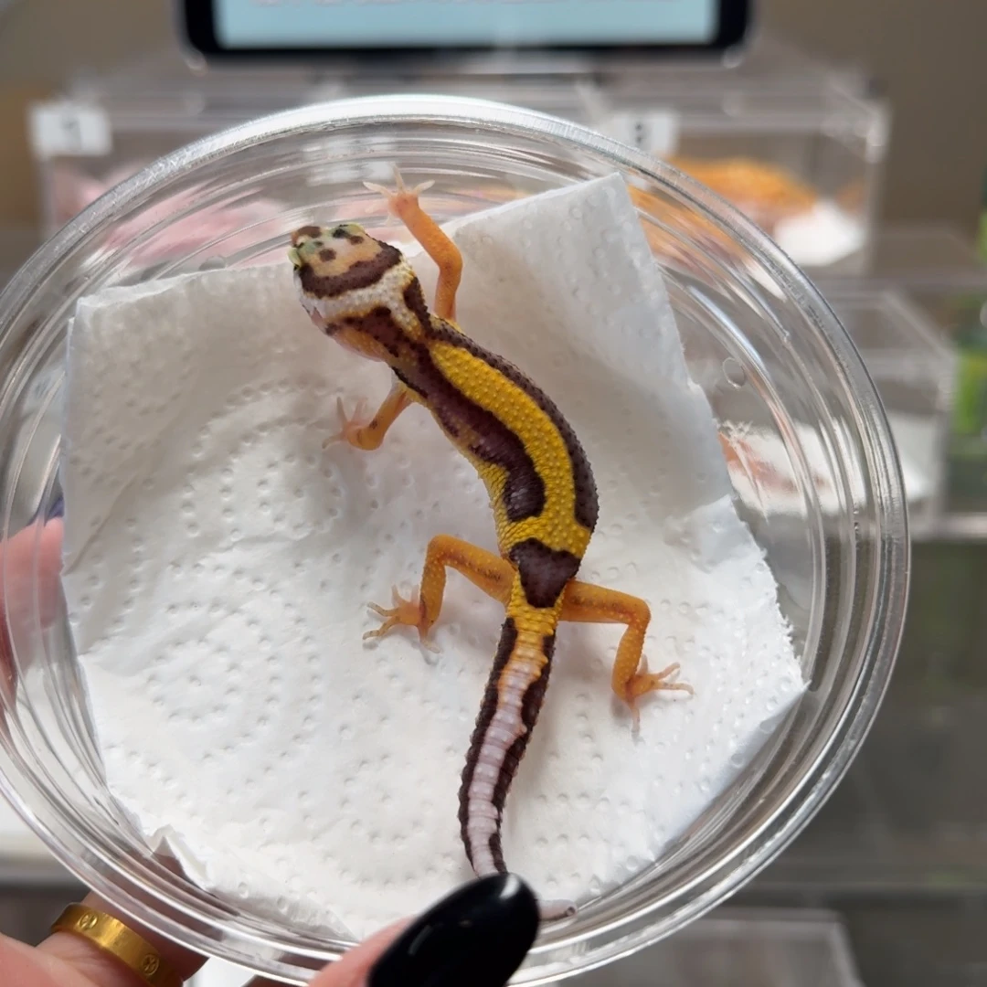 豹纹守宫土匪母温