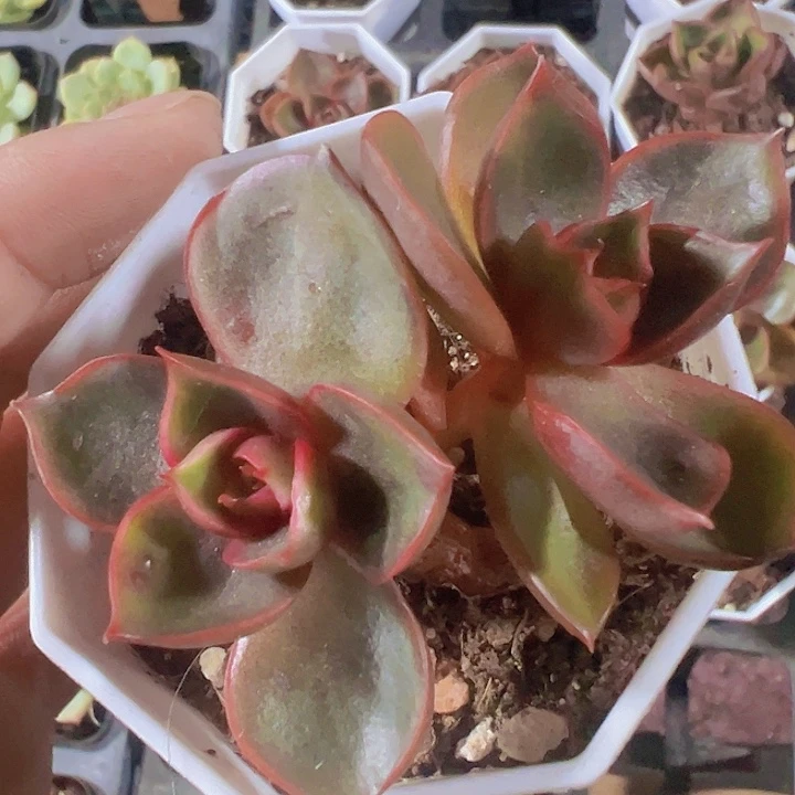 红灯精品多肉植物大战