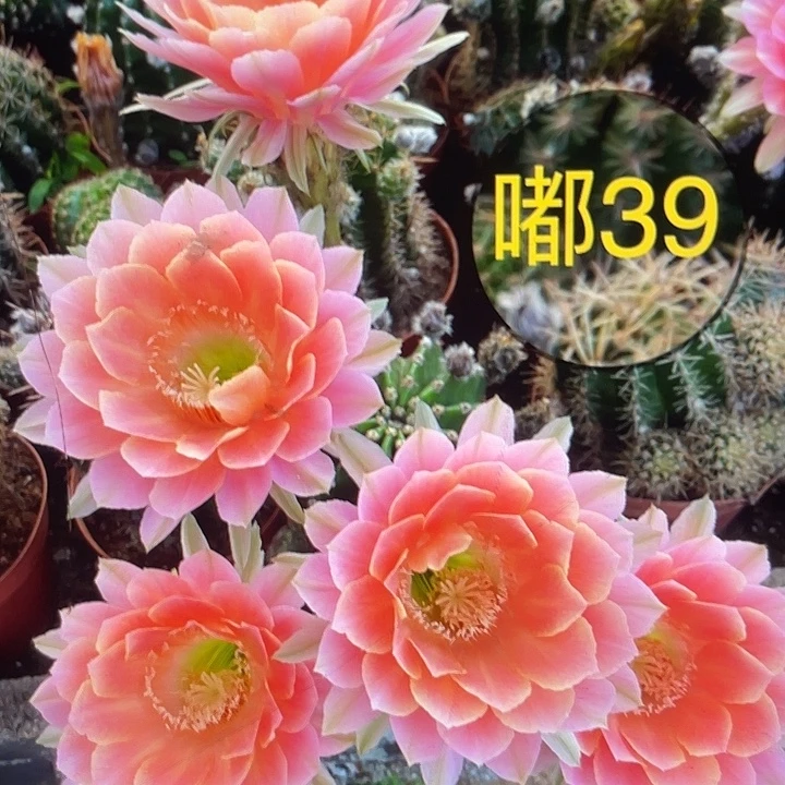 嘟39号秀蒲嫁接6加福利