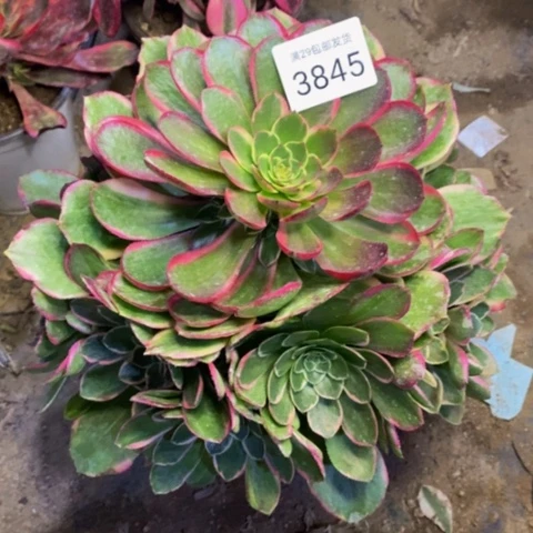 粉花妖多肉植物3845