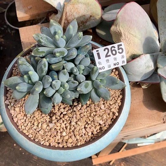 胖体哥特群265 亏本处理退款拉黑7-8天发