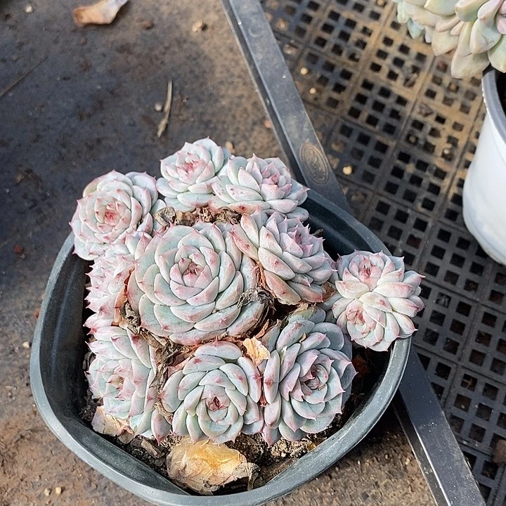 多肉植物肉肉植物