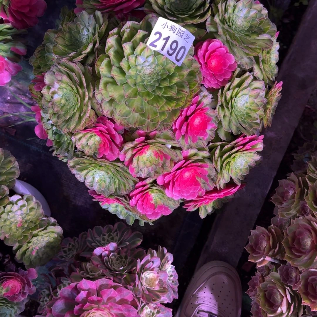 小***子知否多肉植物2190寄养