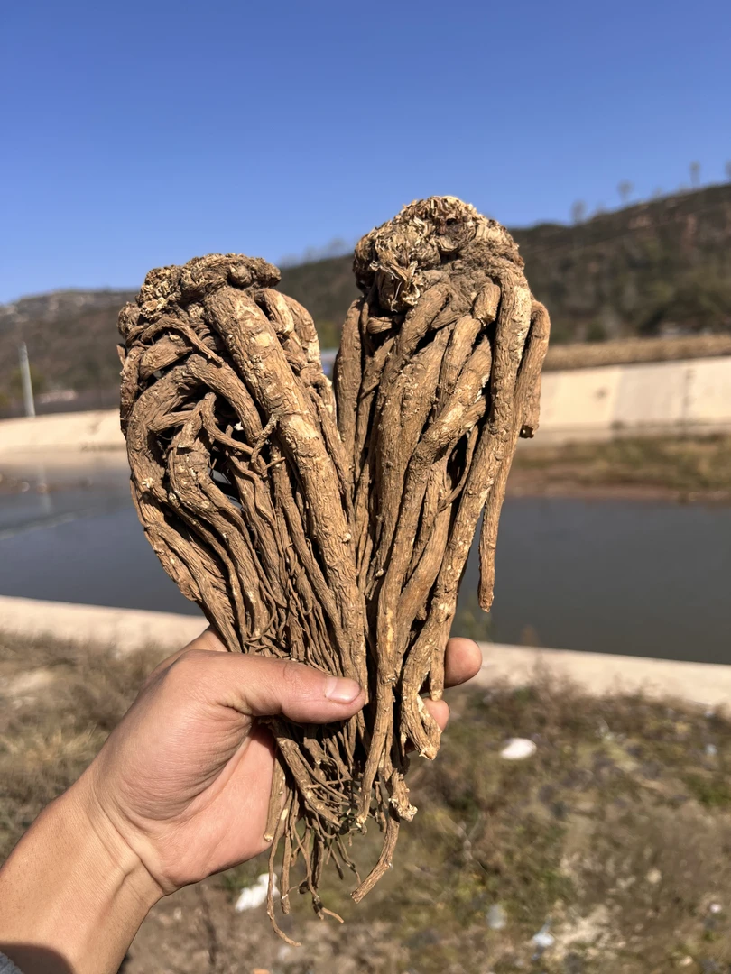 甘肃定西高原当归自然晒干无熏硫可煲汤炖肉泡酒煮水滋补养生